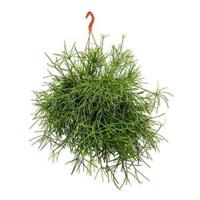 Rhipsalis neves armondii hangplant - thumbnail