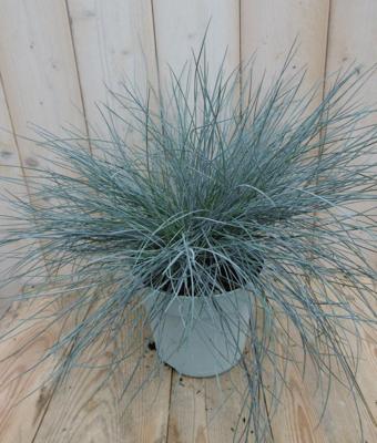 Blauw Schapengras Festuca ovina Warentuin Natuurlijk - Warentuin natuurlijk