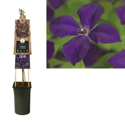 Paarse bosrank (Clematis viticella "Polish Spirit”) klimplant Paarse bosrank (Clematis viticella "Polish Spirit”) klimplant