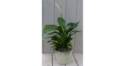 Lepelplant Spathiphyllum creme pot 40 cm Warentuin Natuurlijk - Warentuin natuurlijk