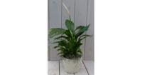 Lepelplant Spathiphyllum creme pot 40 cm Warentuin Natuurlijk - Warentuin natuurlijk - thumbnail