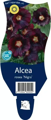Alcea rosea Nigra vaste plant Griffioen - Griffioen
