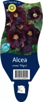Alcea rosea Nigra vaste plant Griffioen - Griffioen - thumbnail
