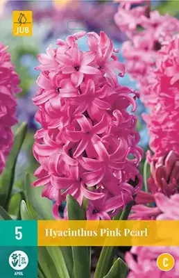 Hyacint pink pearl 5 bollen