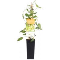 Kiwiplant Actinidia arguta Issai - zelfbestuivende mini kiwi - thumbnail