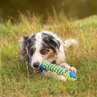 Honden waterspeeltje Knot Bone, blauw - thumbnail