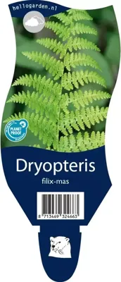 Dryopteris filix-mas vaste plant Griffioen - Griffioen