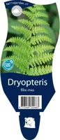 Dryopteris filix-mas vaste plant Griffioen - Griffioen - thumbnail