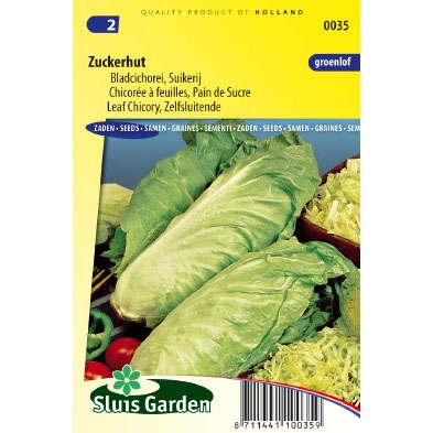 Groenlof / suikerij zaden zuckerhut Groenlof / suikerij zaden zuckerhut