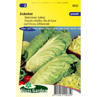 Groenlof / suikerij zaden zuckerhut - thumbnail