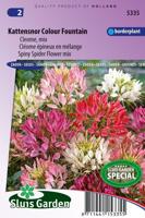 Cleome Spinosa zaden Colour Fountain Kattensnor - thumbnail