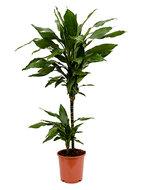 Dracaena janet lind XXS kamerplant - thumbnail
