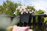 Elho Balkonbak Vibia Campana Flower Bridge Antraciet 40cm - thumbnail