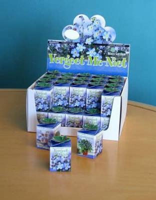 Greengift Vergeet me niet in showdoos