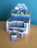Greengift Vergeet me niet in showdoos - thumbnail