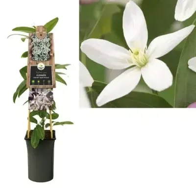 Roze bosrank (Clematis armandii "Apple Blossom") klimplant