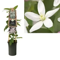 Roze bosrank (Clematis armandii "Apple Blossom") klimplant - thumbnail