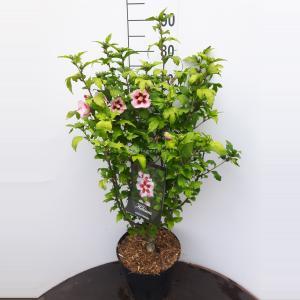 Hibiscus syriacus Hamabo - 40 cm - 3 stuks