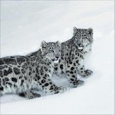 Big Cats Kalender 2026 Big Cats Kalender 2026