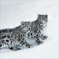 Big Cats Kalender 2026 - thumbnail