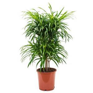 Dracaena Pleomele anita variegata multi M kamerplant