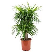 Dracaena Pleomele anita variegata multi M kamerplant - thumbnail