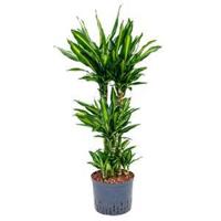 Dracaena cintho campinas hydrocultuur plant - thumbnail