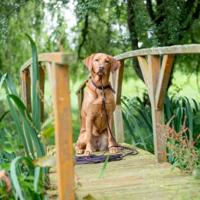 TRIXIE HONDENRIEM RUSTIC SLEEPLIJN VETLEER DONKERBRUIN 10 MTRX0,8 CM - thumbnail