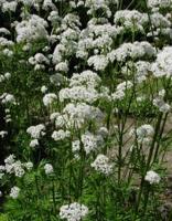 Valeriaan - thumbnail