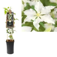 Witte bosrank (Clematis "Gladys Picard") klimplant - thumbnail