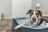 Trixie vital hondenmand lino soft ovaal grijs / lichtgrijs - thumbnail