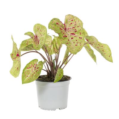 Caladium Strawberry Star - P 15 cm