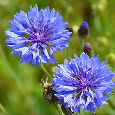 Dubbelbloemig blauw bloemzaden - Korenbloem Blue Boy - thumbnail