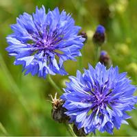 Centaurea Cyanus zaden Korenbloem Blue Boy - thumbnail