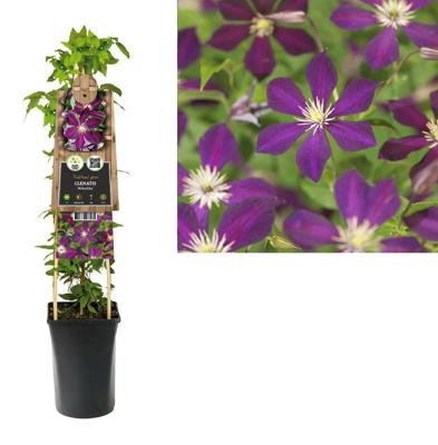 Clematis Mikelite - Bosrank Clematis Mikelite - Bosrank