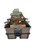Dwergmispel (cotoneaster "Queen of Carpet") bodembedekker - 6-pack - 1 stuks - thumbnail