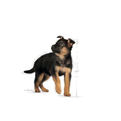 Royal Canin Maxi Puppy hondenvoer Natvoer (10x140g) - thumbnail