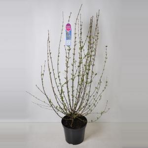 Dwergering (syringa persica "Alba") - 70-100 - 1 stuks Dwergering (syringa persica "Alba") - 70-100 - 1 stuks