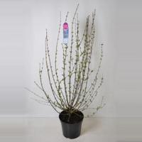 Dwergering (syringa persica "Alba") - 70-100 - 1 stuks - thumbnail