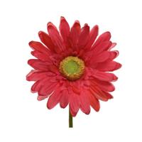 zijden gerbera op steel Fuchsia 50cm - thumbnail