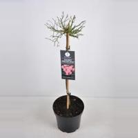Trosroos op stam (rosa "Fairy Princess"®) - thumbnail