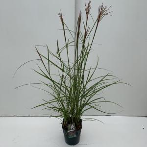 Prachtriet (Miscanthus sinensis "Ferner Osten") siergras - In 5 liter pot - 1 stuks Prachtriet (Miscanthus sinensis "Ferner Osten") siergras - In 5 liter pot - 1 stuks