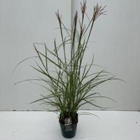 Prachtriet (Miscanthus sinensis "Ferner Osten") siergras - In 5 liter pot - 1 stuks - thumbnail