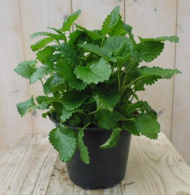 Citroenmelisse Groot Kruiden Warentuin Natuurlijk - Warentuin natuurlijk