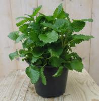 Citroenmelisse Groot Kruiden Warentuin Natuurlijk - Warentuin natuurlijk - thumbnail