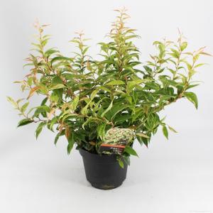 Druifheide (Leucothoe fontanesiana “Makijaz” PBR) heester - 6 stuks