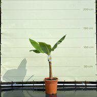 Musa Basjoo - hoogte 120-140cm