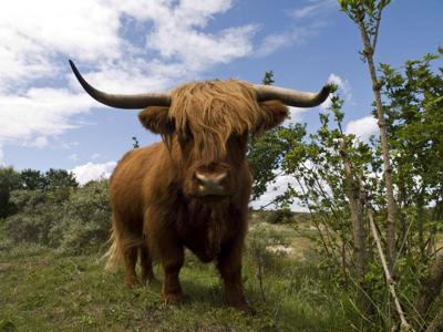 Tuinschilderij hoogl front 70x50 Customize-it - Customize it