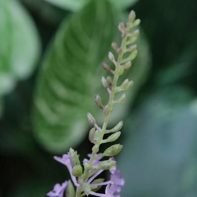 Kunst Lavendel tak 75cm Paars