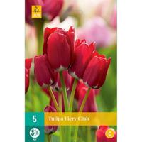 Tulp Fiery club 7 bollen - thumbnail